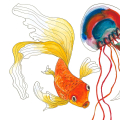 Zwei Goldfische und eine Qualle. Aquarellbild. Detailansicht des Fine Art Prints.