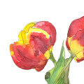 Aquarell. Blumenbild. Detailansicht zweier Tulpen.