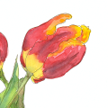 Aquarell. Blumenbild. Tulpe in rot und gelb.