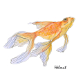 Gemaltes Bild eines Goldfisches, der nach links schwimmt. Sein Name ist Helmut.