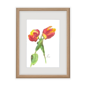 Aquarell. Blumenbild. Zwei Tulpen vor weißem Hintergrund in grauem Passepartout und hellen Holzrahmen.