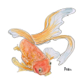 Gemaltes Bild eines Goldfisches, der nach links schwimmt. Sein Name ist Peter.