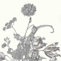 Blumenstillleben. Federzeichnung in schwarzer Tinte. Detailansicht.
