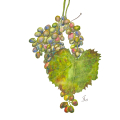 Aquarell eines grünen Weinblattes und blauen und roten Weintrauben. Die Weintrauben hängen an einem Stiel. Der Hintergrund ist weiß. Das Bild ist signiert und datiert.