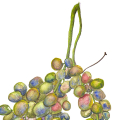 Aquarell eines grünen Weinblattes und blauen und roten Weintrauben. Die Weintrauben hängen an einem Stiel. Der Hintergrund ist weiß. Das Bild ist signiert und datiert. Vergrößerung eines Details.