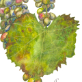 Aquarell eines grünen Weinblattes und blauen und roten Weintrauben. Die Weintrauben hängen an einem Stiel. Der Hintergrund ist weiß. Das Bild ist signiert und datiert. Detailabbildung.