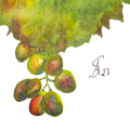 Aquarell eines grünen Weinblattes und blauen und roten Weintrauben. Die Weintrauben hängen an einem Stiel. Der Hintergrund ist weiß. Das Bild ist signiert und datiert. Detail.