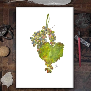 Aquarell eines grünen Weinblattes und blauen und roten Weintrauben. Die Weintrauben hängen an einem Stiel. Der Hintergrund ist weiß. Das Bild ist signiert und datiert.