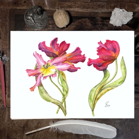 Drei Tulpen, gemalt in Aquarell auf weißem Hintergrund