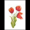 Aquarellbild. Drei orangerote Tulpen in verschiedenen Stadien der Blüte vor weißem Hintergrund.