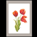 Aquarellbild. Drei orangerote Tulpen in verschiedenen Stadien der Blüte vor weißem Hintergrund. In braungrauem Passepartout.