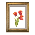 Aquarellbild. Drei orangerote Tulpen in verschiedenen Stadien der Blüte vor weißem Hintergrund. In einem Goldrahmen.