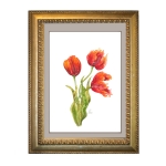 Aquarellbild. Drei orangerote Tulpen in verschiedenen Stadien der Blüte vor weißem Hintergrund. In einem Goldrahmen.