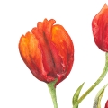 Aquarellbild. Drei orangerote Tulpen in verschiedenen Stadien der Blüte vor weißem Hintergrund. Detailaufnahme der linken Tulpe.