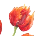 Aquarellbild. Drei orangerote Tulpen in verschiedenen Stadien der Blüte vor weißem Hintergrund. Detailaufnahme der mittleren Tulpe.