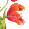 Aquarellbild. Drei orangerote Tulpen in verschiedenen Stadien der Blüte vor weißem Hintergrund. Detailaufnahme der rechten Tulpe.